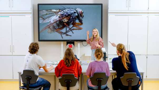 Studente Leraar Biologie staat voor de klas met op het digibord een grote vlieg afgebeeld. Haar medestudenten zitten voor haar.