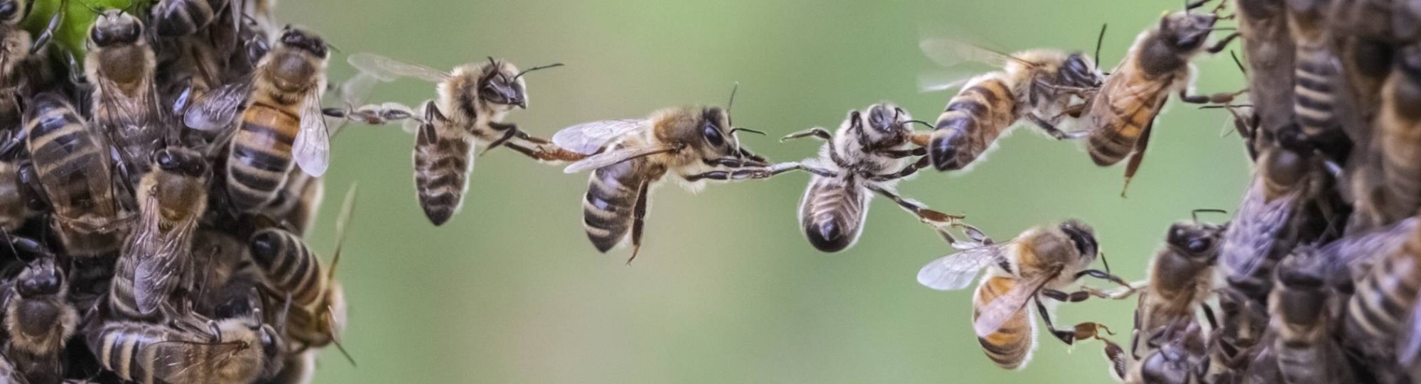 Stockfoto van samenwerkende bijen - een beeld dat het thema uitdrukt van de komende Circulaire Oogst, namelijk: All-inclusive | Een krachtig ecosysteem maken we samen.