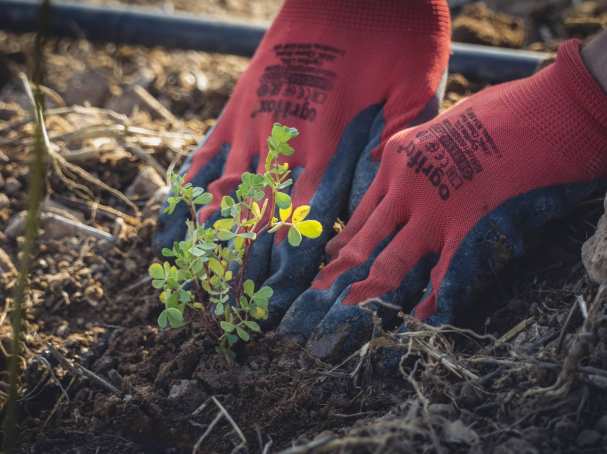 HAN Bos bomen planten door studenten